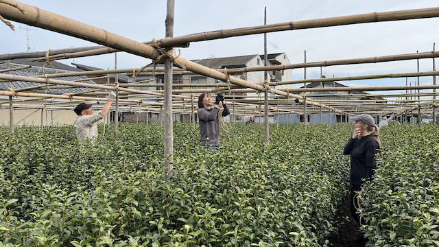 Tying the bamboo roof frame