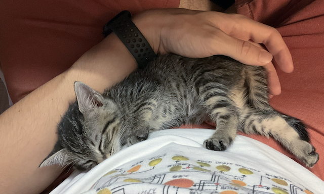 Houji-chan sleeping on my lap while drafting this newsletter.