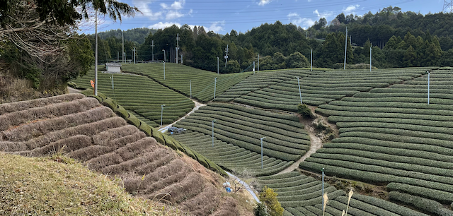 An abandoned field we deep-trimmed in winter and finished re-shaping in April. Leaves grew back soon after.