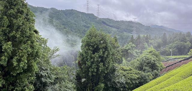 Morning mists during the rainy season. Sayamakaori summer shoots peaking out in the right side and Sayamakaori summer shoots peaking out on the right side and deep-trimmed bushes on the back right side.