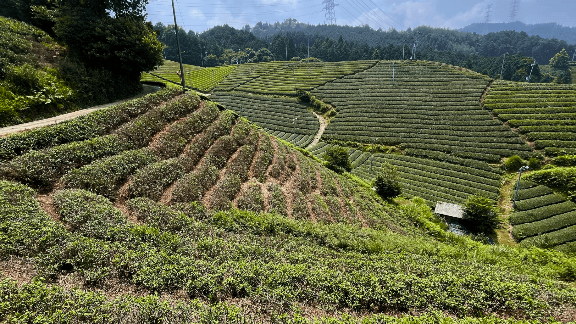 State of a recovered tea field, leaves are finally coming back after a deep cut in January