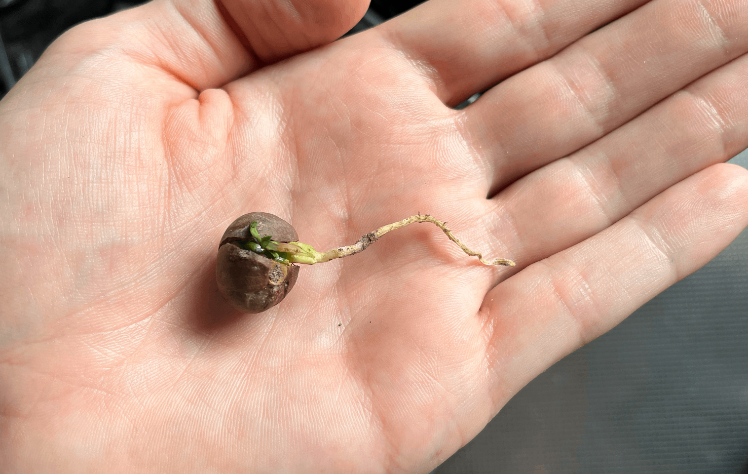 A tea seed sprouting its roots.