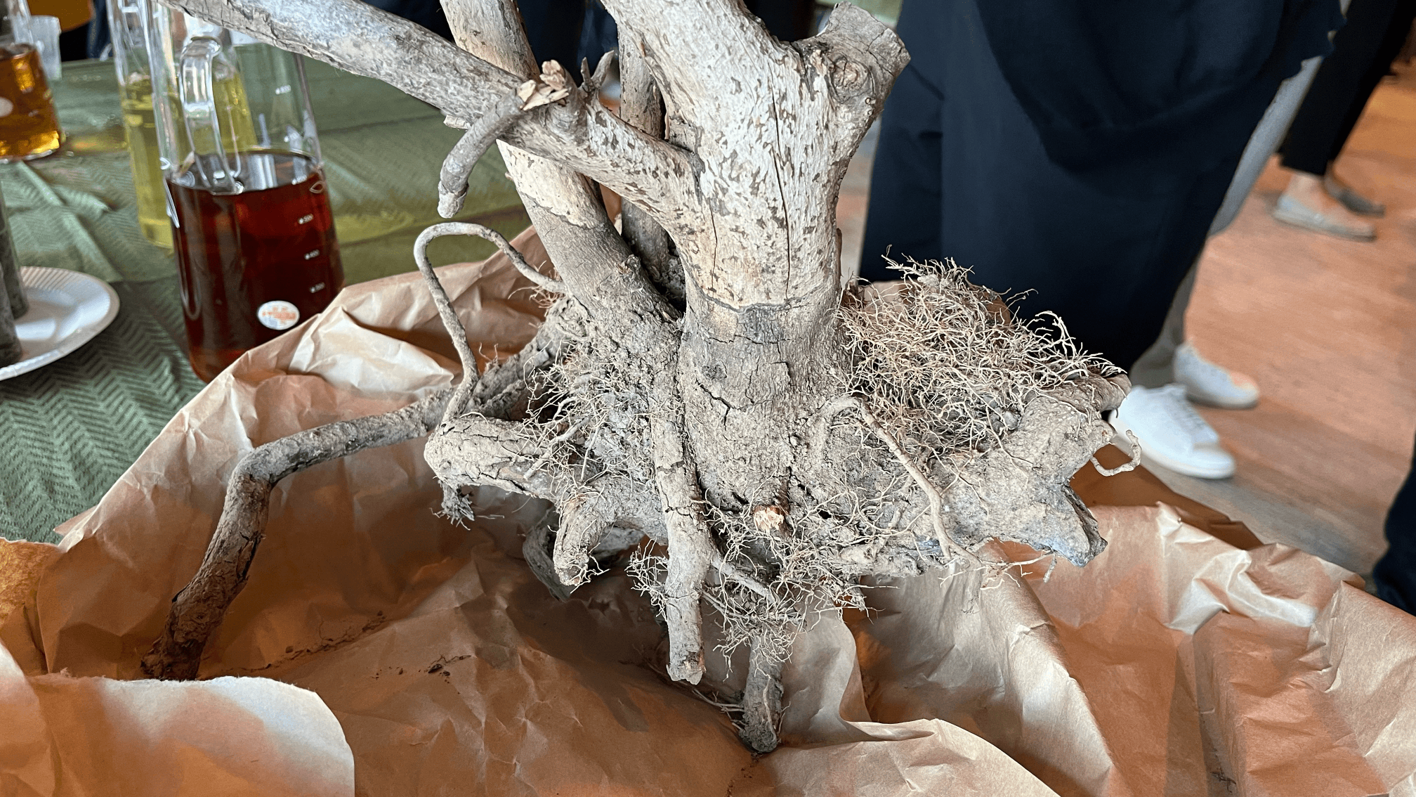 A tea tree stump from a tree that was planted in Hokkaido to see the feasibility of growing tea in the prefecture. You can see the bites that a certain type of mouse left on the trunk as it sheltered there during winter.