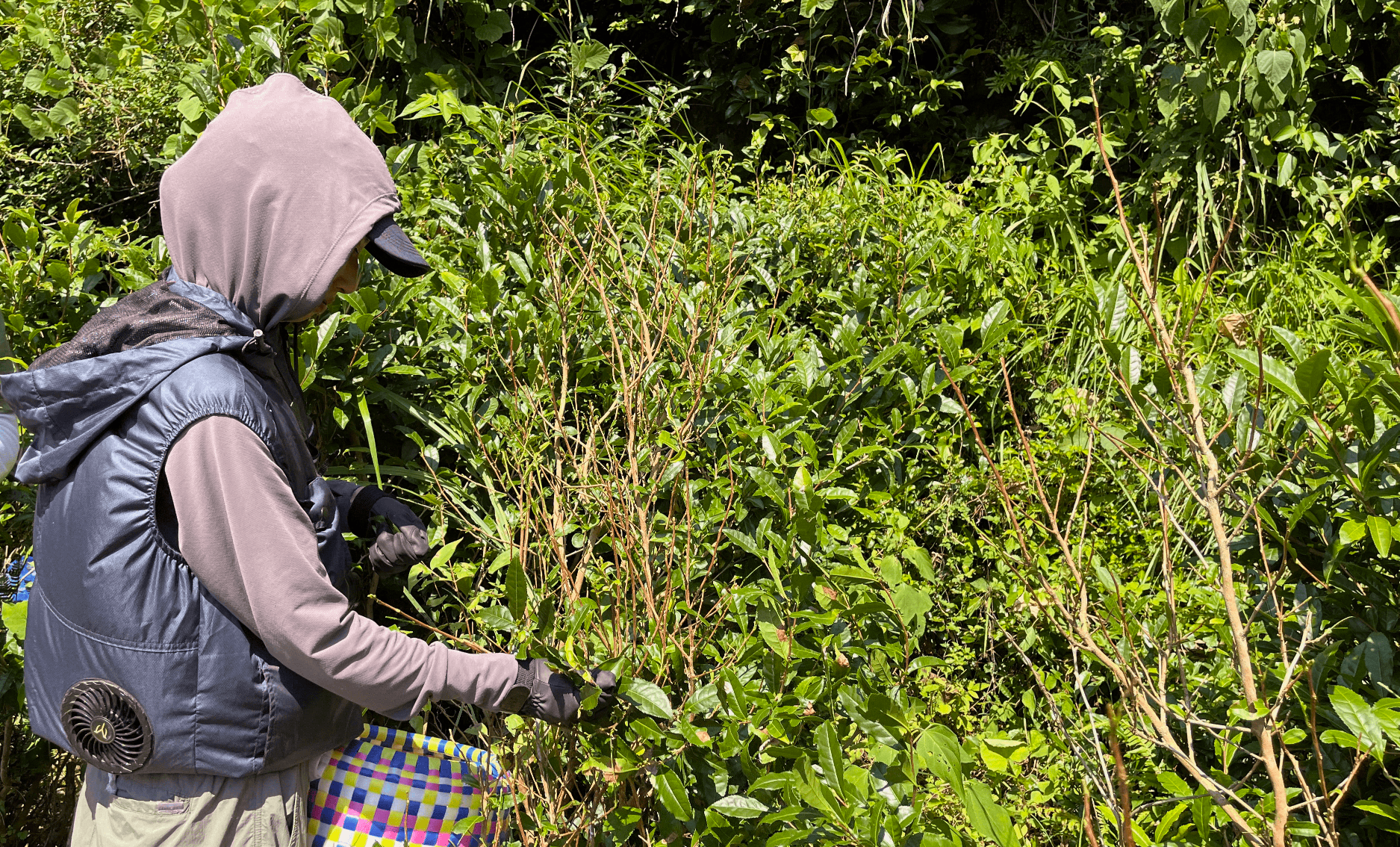 Hand-picking tea in Kamikatsu to process Awabancha. You can see that all leaves are picked only the branches remain.