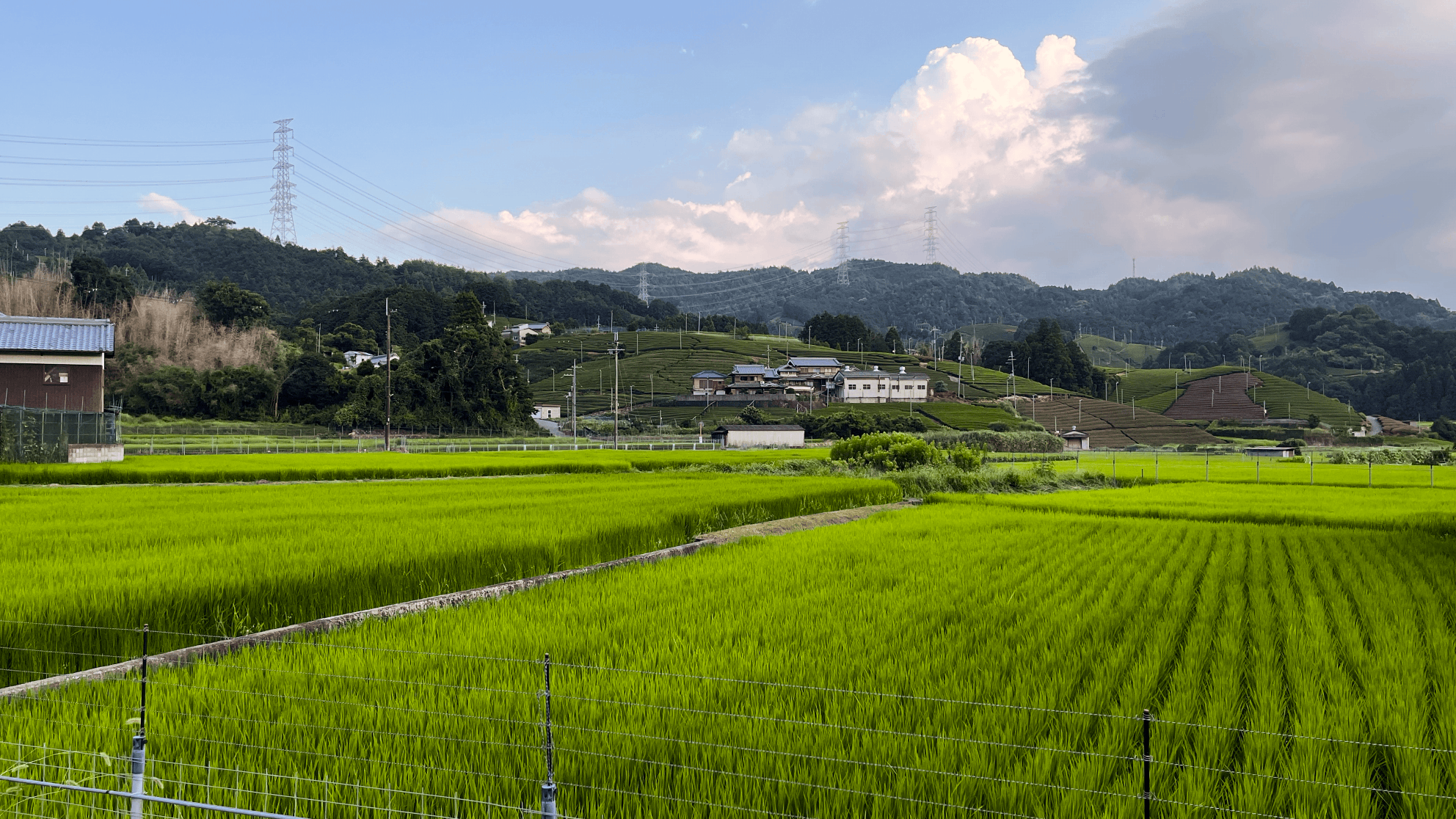 Rice fields in a cool summer afternoon