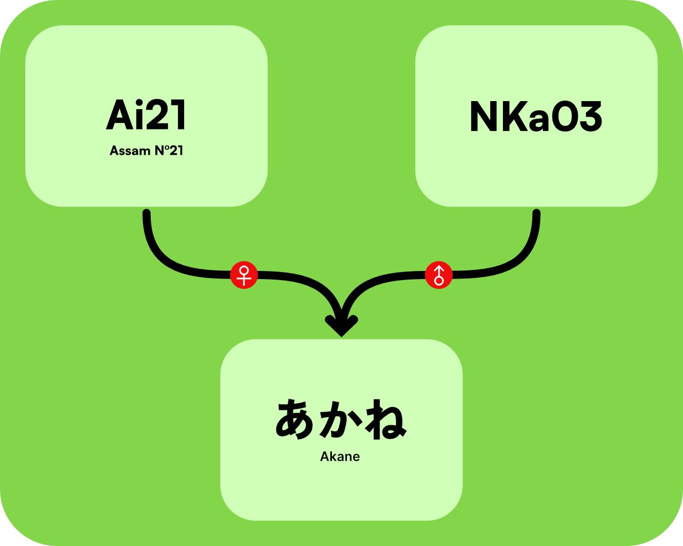 Akane Lineage Tree.png