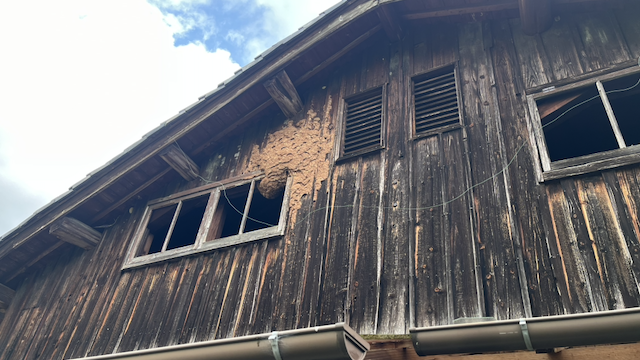 I also helped clear out this massive wasp nest