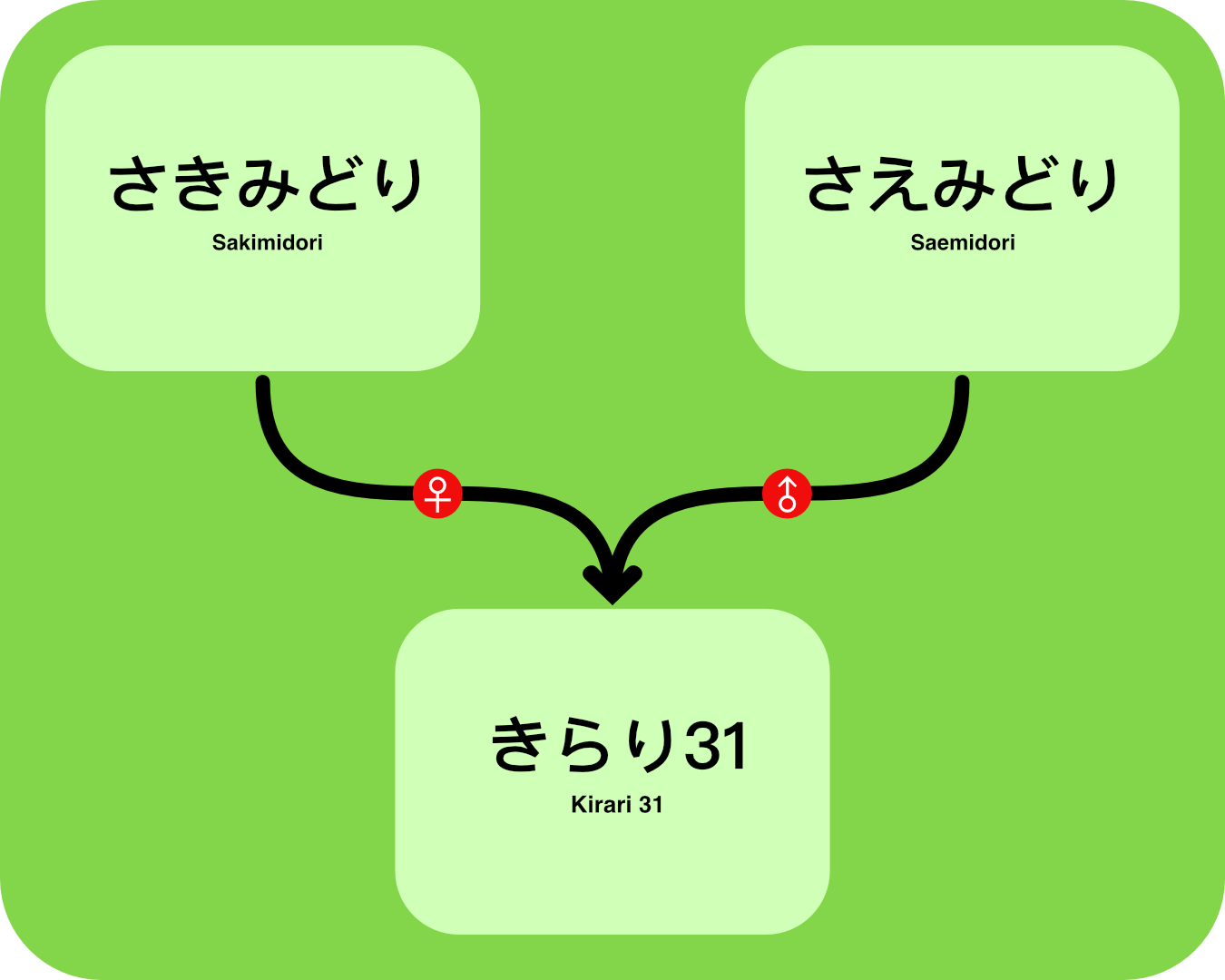 Kirari Gen TRee.png