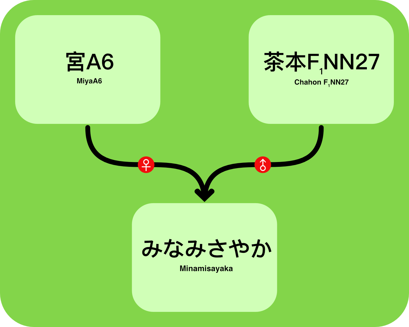 Minamisayaka Gen Tree.png