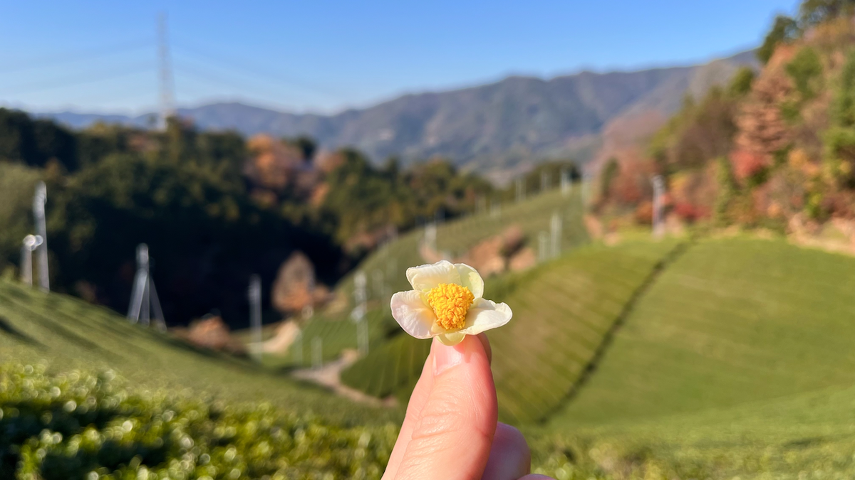 2025 December round up – Oh deer, oh deer edition