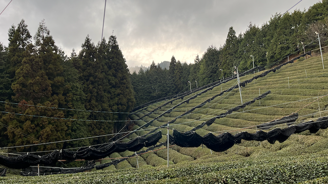 T.N.T 3: Tree clipping, shoots coming and Awabancha thinking