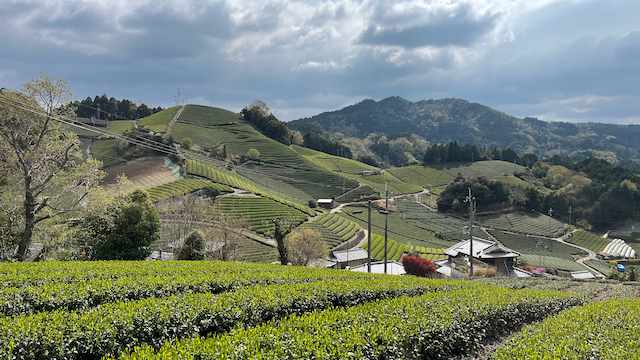 T.N.T 4: Shading starts, handpicking event and countdown to harvest