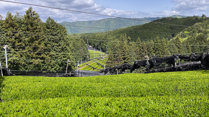 A view from the top of the Blue Forest tea field overlooking the fresh growth of tea leaves.