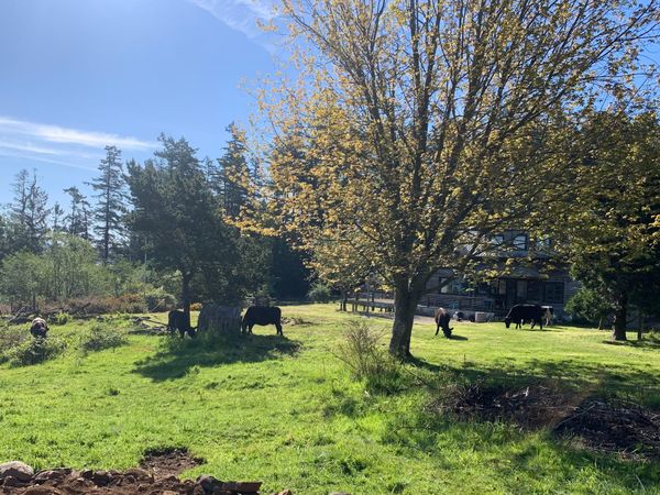 It's 3am in Olga, WA.  Do you know where your neighbor's livestock are?