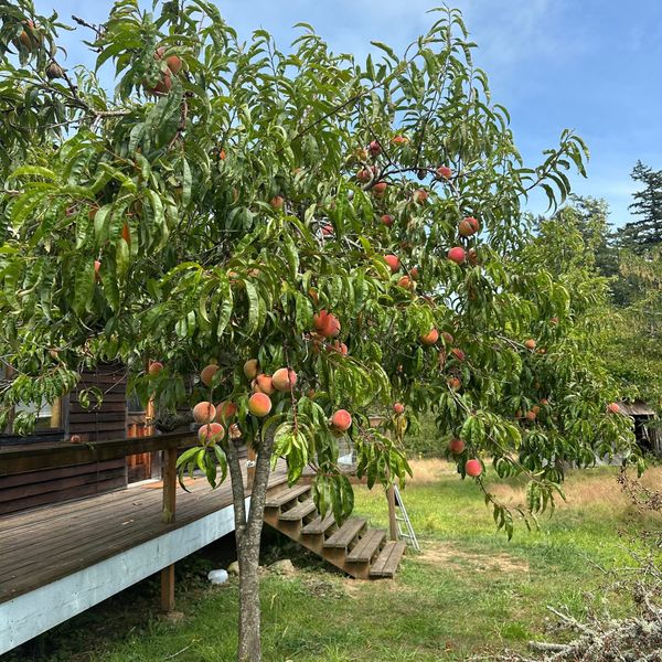 The Teaches Of Peaches