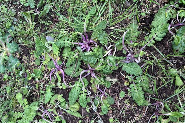 Almost-Silent Spring