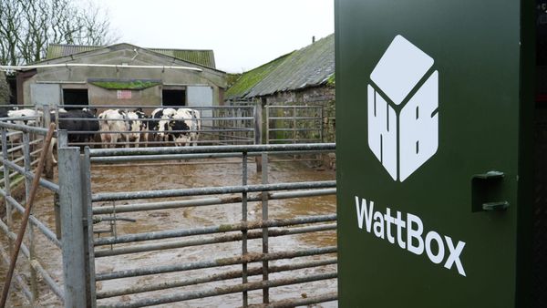 Wattbox container branding with dairy cattle and dairy farm in the background 