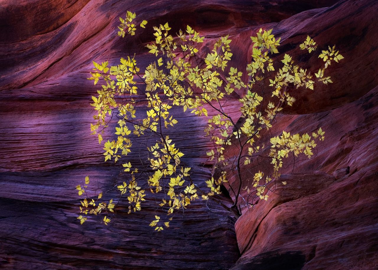 Public Land Reform in the New Gilded Age