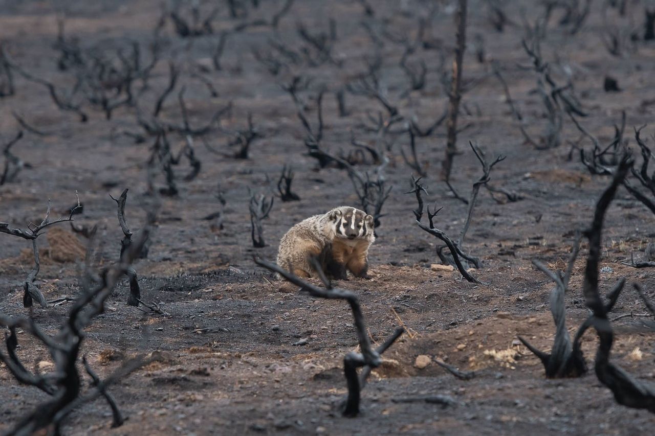 Saving the Sagebrush Sea
