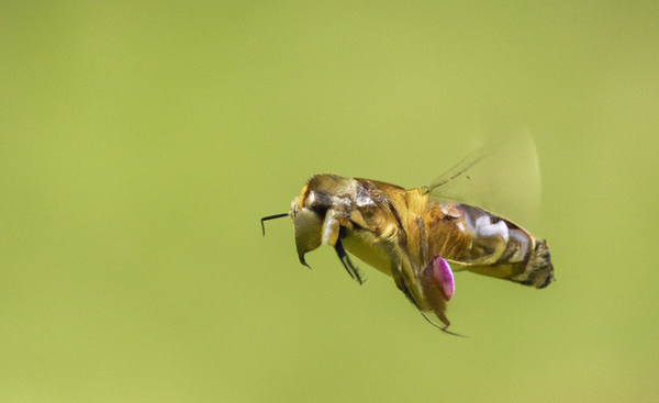 Podcast: Song of the Queen Bee