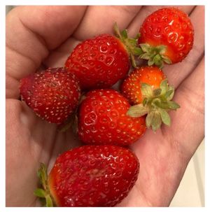 Jak vznikla myšlenka Deeply Rooted?