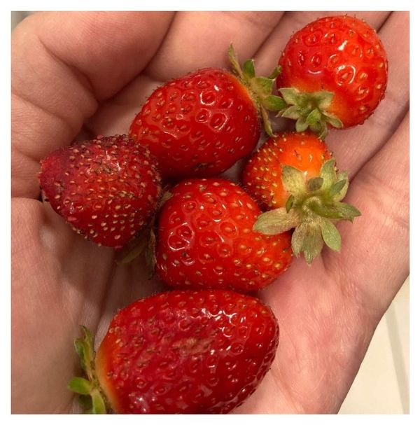 Jak vznikla myšlenka Deeply Rooted?