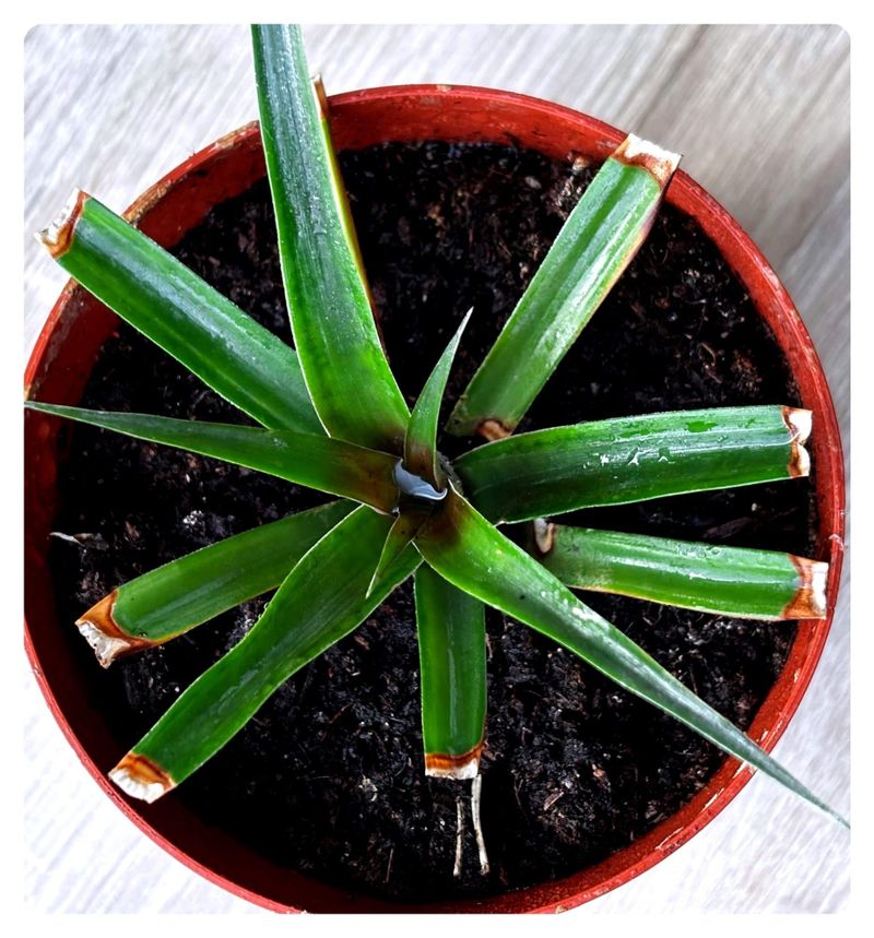 Ananasovník chocholatý