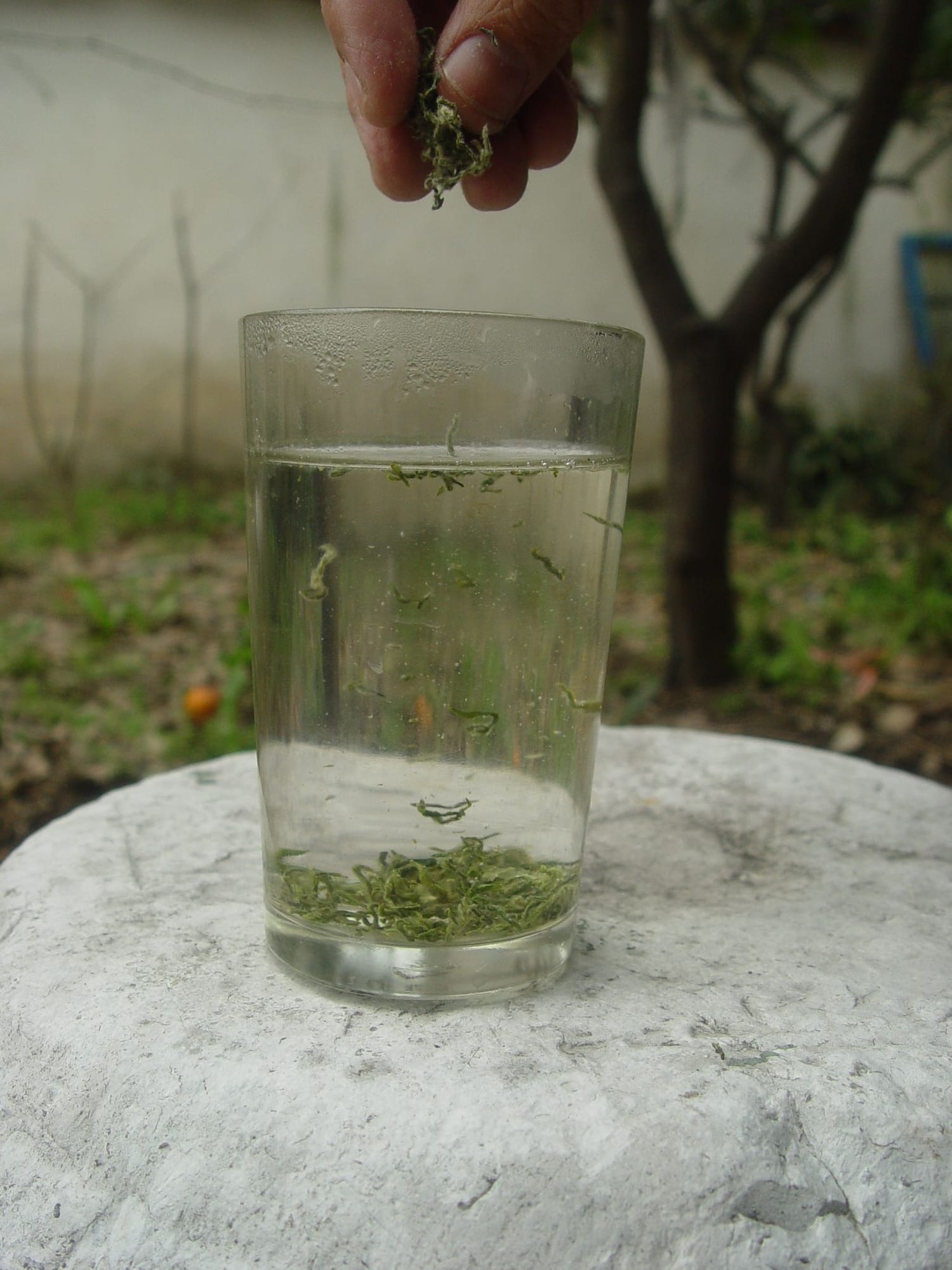 碧螺春茶食搭配法則：酸甜澀度平衡的品茗美學