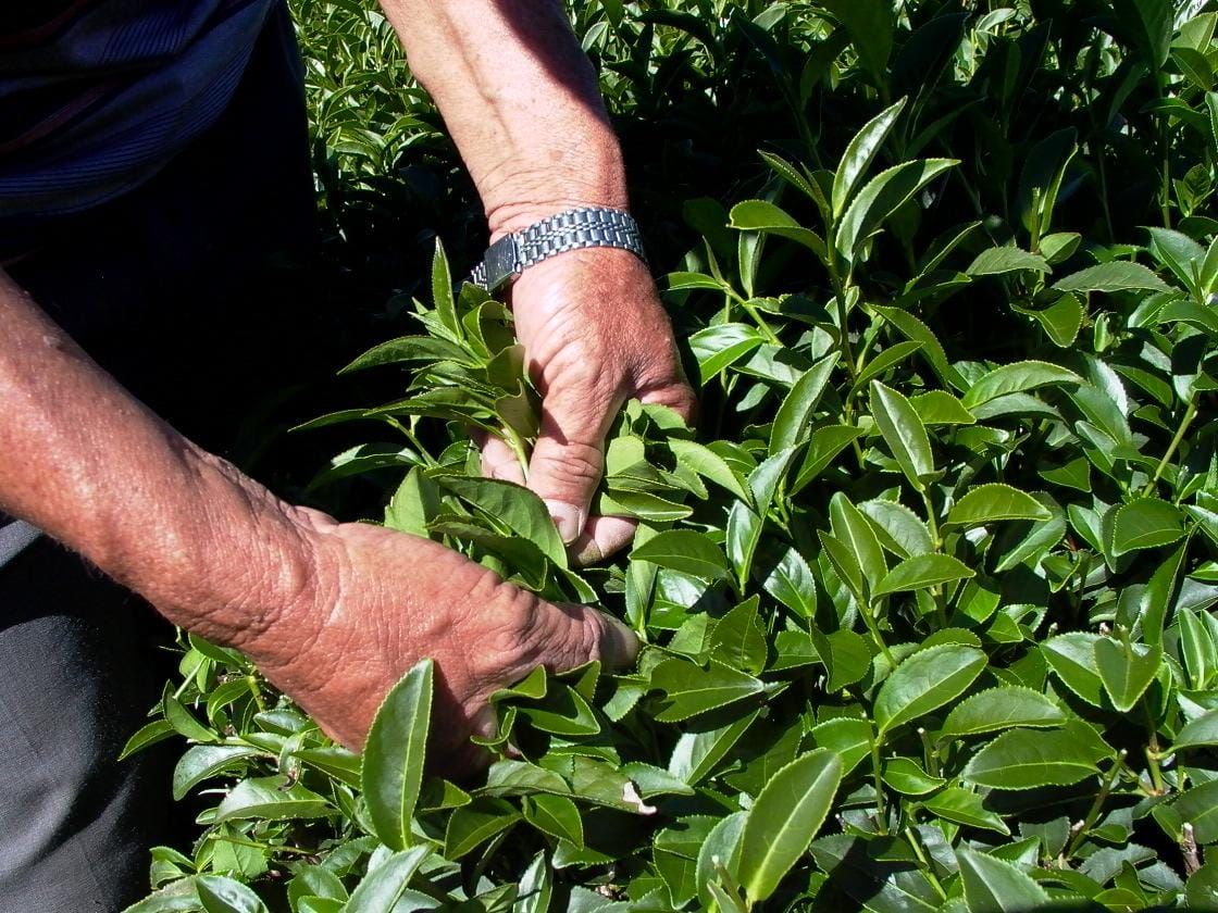 烏龍茶營養成分分析：維生素礦物質含量完整解讀