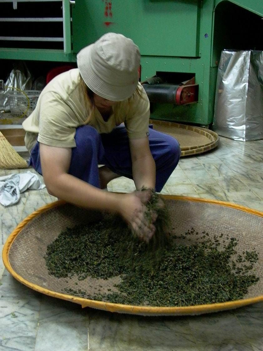 烏龍茶製法古今對比