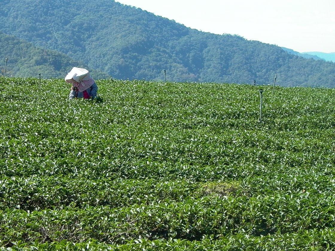 高海拔的高山茶