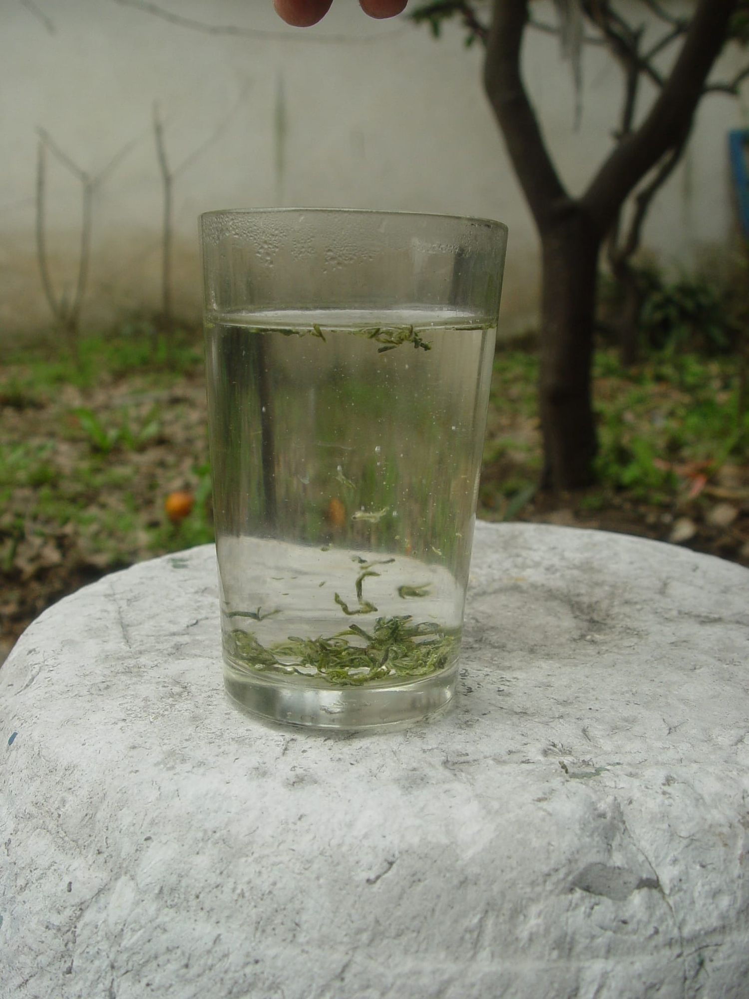 碧螺春泡茶教學