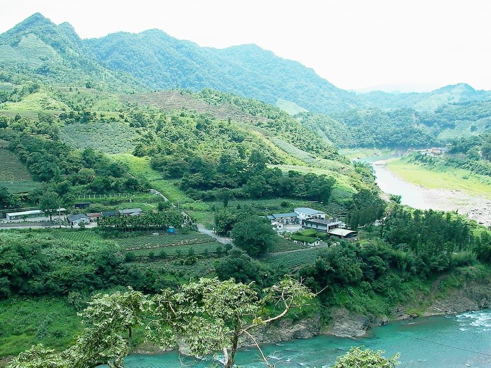文山包種茶常見誤解