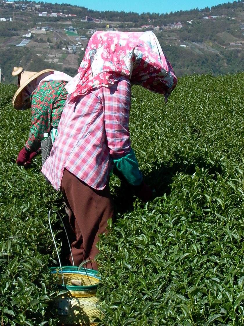 烏龍茶對身體有什麼好處