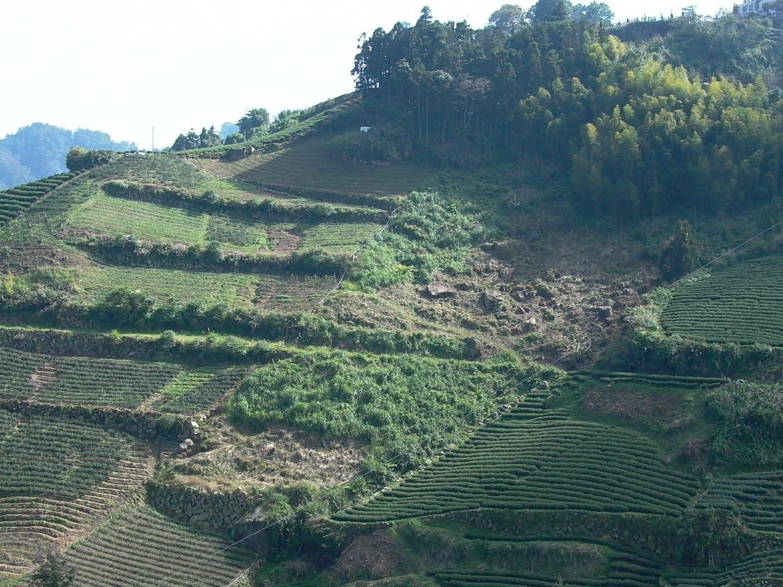高山烏龍茶為什麼比較貴