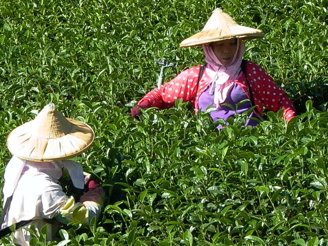 烏龍茶和綠茶/紅茶有什麼不同