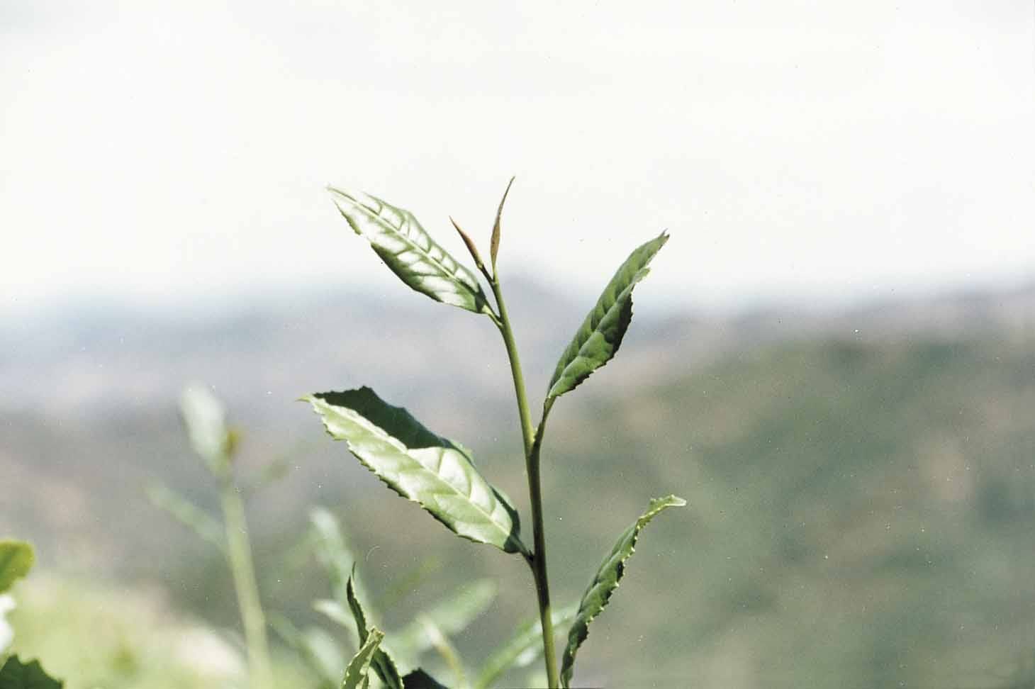 黃金桂