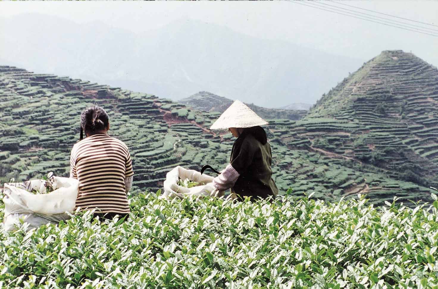 山尖不宜種茶?