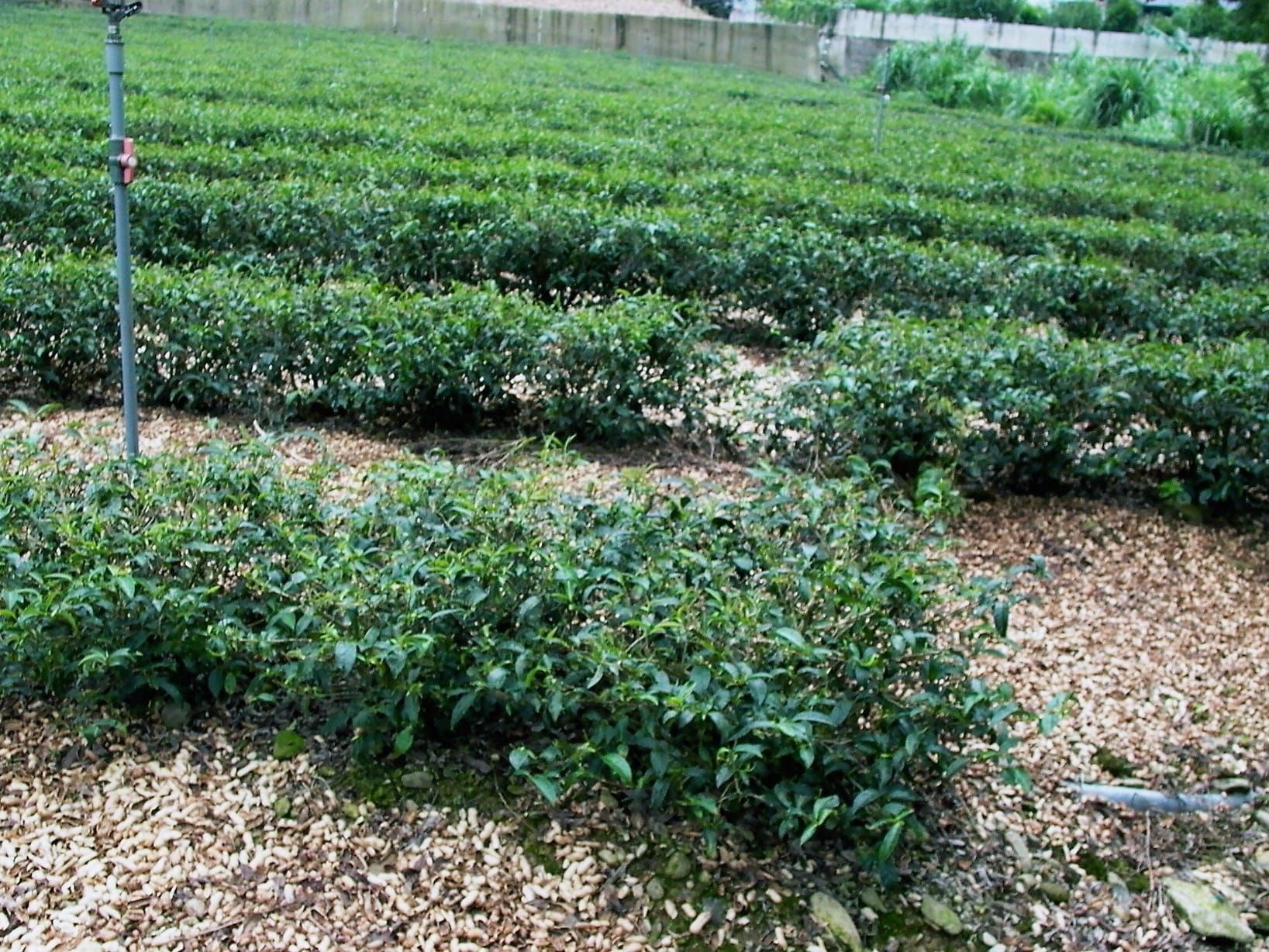 包種花茶