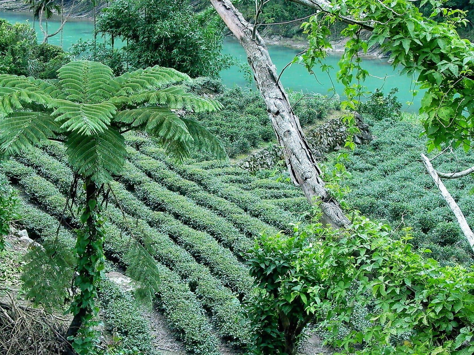 包種茶