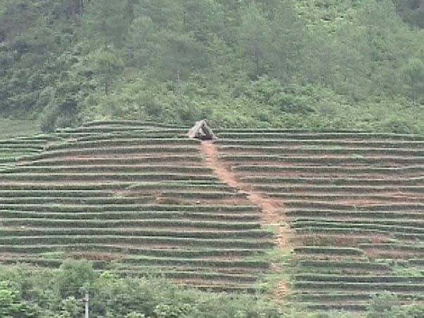茶樹