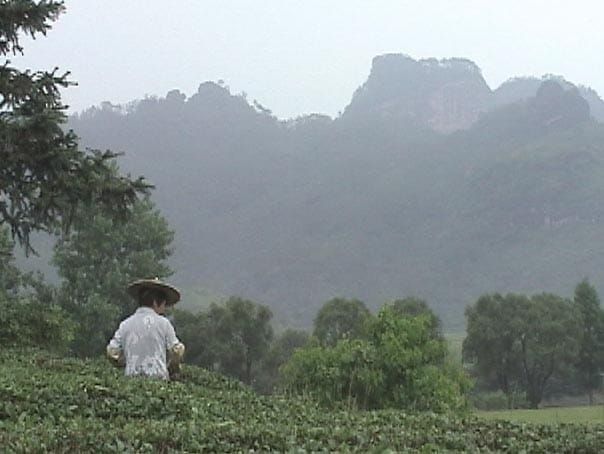 正岩茶和洲茶