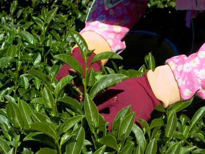 高山烏龍茶採茶秘技