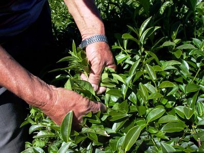 烏龍茶營養成分分析：維生素礦物質含量完整解讀