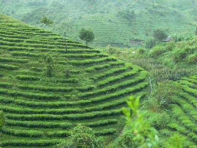 台灣茶常見種類：六大茶類指南