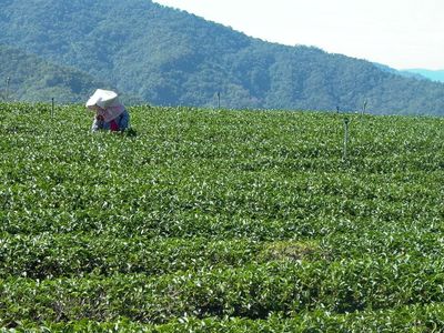 高海拔的高山茶