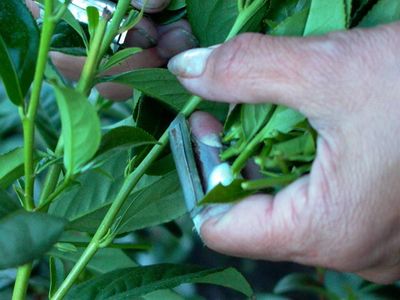 凍頂烏龍茶對身體的好處