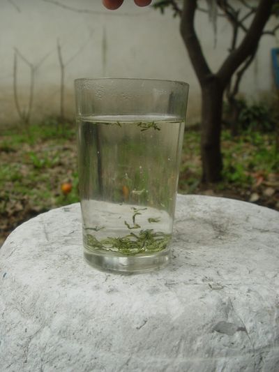 碧螺春泡茶教學