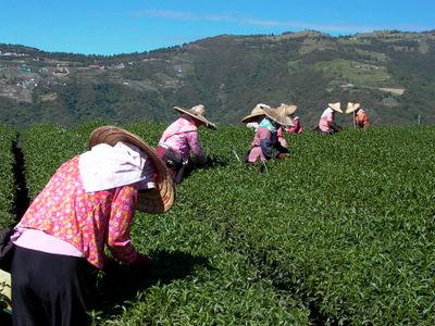 阿里山茶