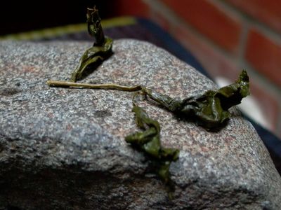 烏龍茶怎麼保存最好